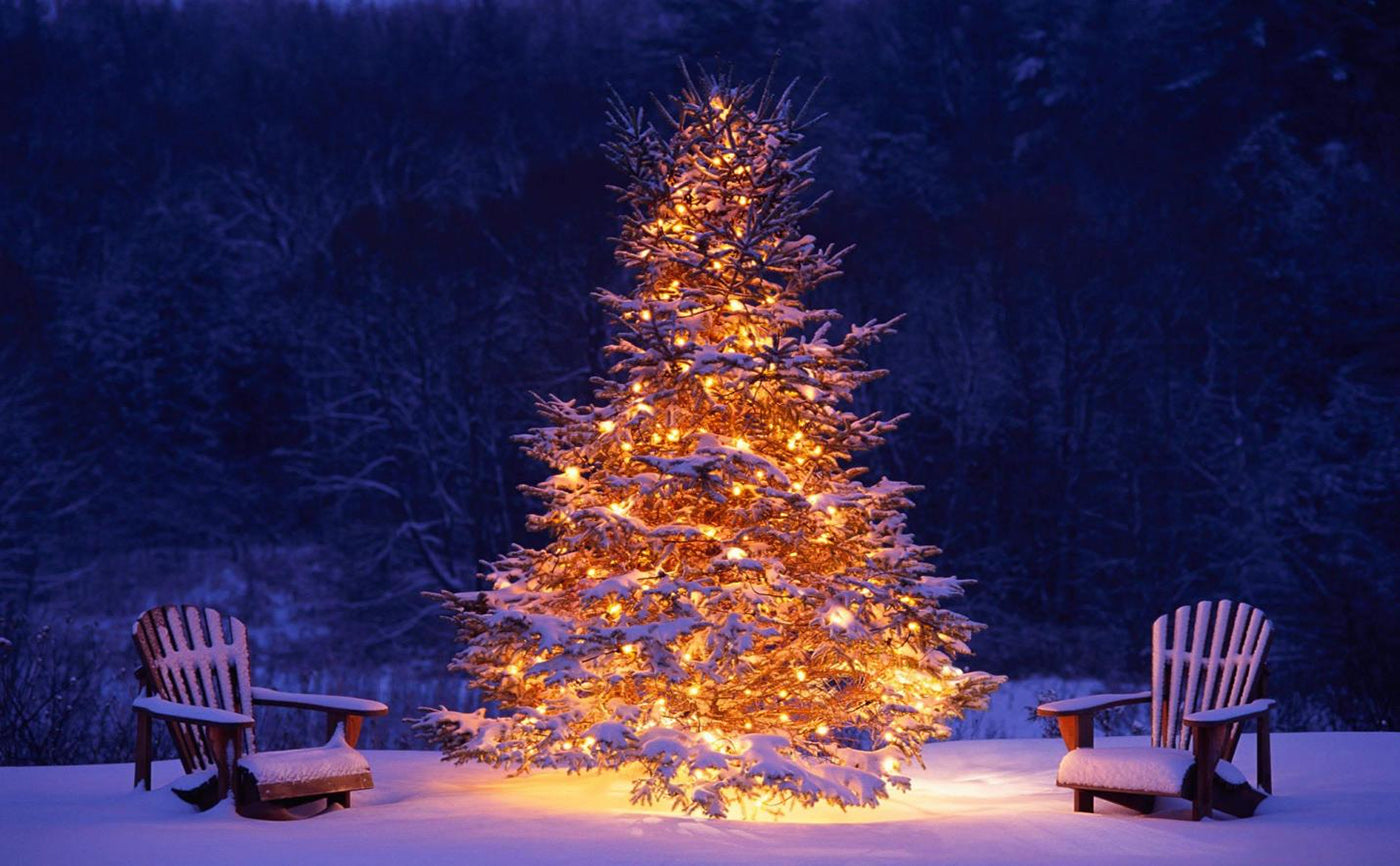 Outdoor Christmas Tree