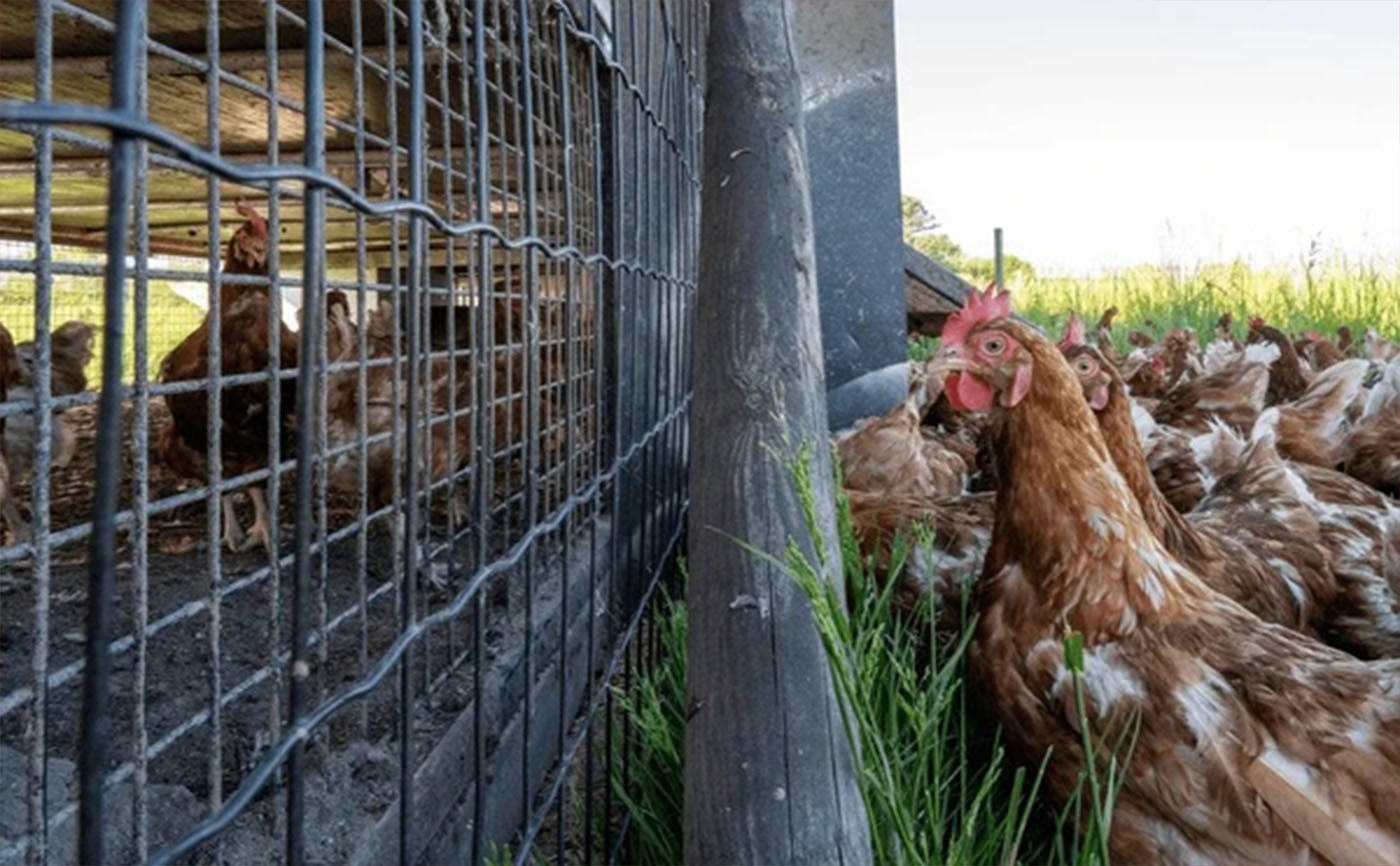 Metal Chicken Coops: Guardians of Your Chickens